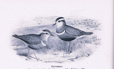 Piviere tortolino, Nature in Britain pubblicato da Collins, 1946 da Henry Constantine Richter