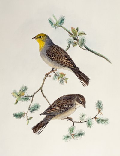 Emberiza cinerea, da Birds of Asia da Henry Constantine Richter