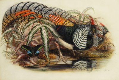 Fagiano di Lady Amherst da Henry Constantine Richter