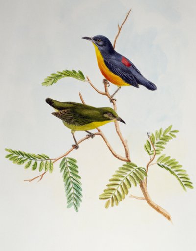 Flowerpecker dal ventre arancione (Dicaeum trigonostigma), da Birds of Asia da Henry Constantine Richter