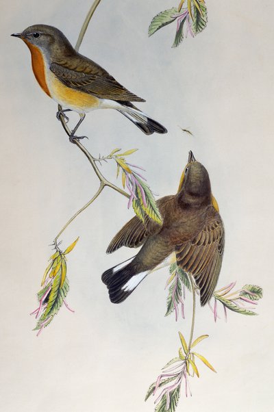 Pigliamosche dal petto rosso (Ficedula parva), da Birds of Great Britain da Henry Constantine Richter