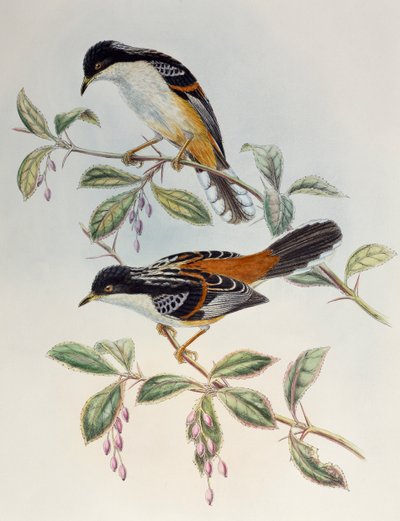 Sibia dal dorso rossiccio (Heterophasia annectans), da Birds of Asia da Henry Constantine Richter