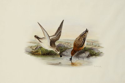Spatola da Henry Constantine Richter