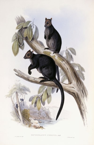 Canguro arboricolo da Henry Constantine Richter