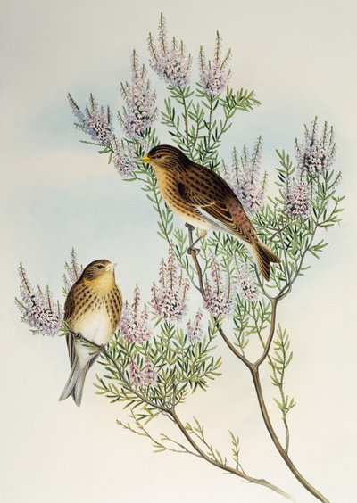 Venturone (Carduelis flavirostris), da Birds of Great Britain da Henry Constantine Richter