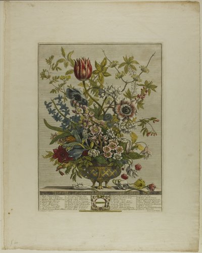 Febbraio, da Dodici mesi di fiori da Henry Fletcher