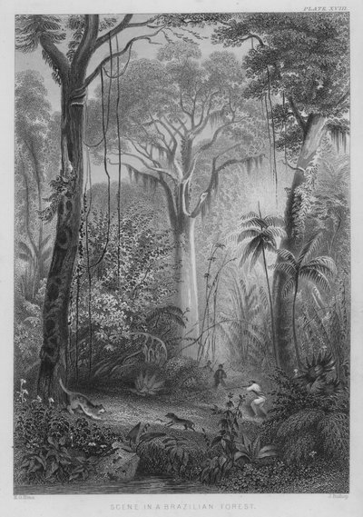 Scena in una foresta brasiliana da Henry George (after) Hine