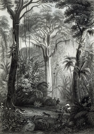 Scena in una foresta brasiliana, inciso da J. Bishop da Henry George Hine