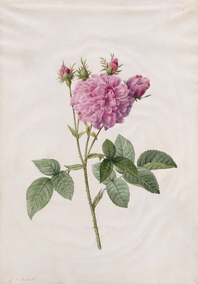 Rosa Agatha (Rosa Gallica Agatha) da Henry Joseph Redouté