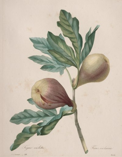 Choix des plus belles fleurs...plus beaux fruits: Fico Violette da Henry Joseph Redouté