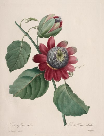 Scelta dei fiori più belli...frutti più belli: Passiflora alata da Henry Joseph Redouté