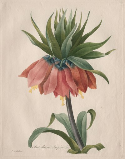 Fritillaria imperiale da Henry Joseph Redouté