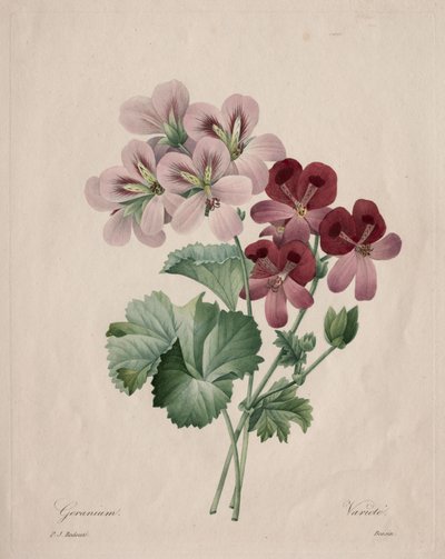 Geranio da Henry Joseph Redouté