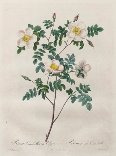 Le rose: Rosa Candolleana Elegans da Henry Joseph Redouté