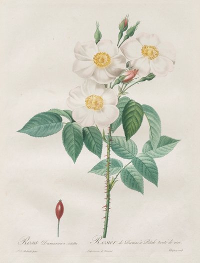 Le rose: Rosa Damascena, subalba da Henry Joseph Redouté