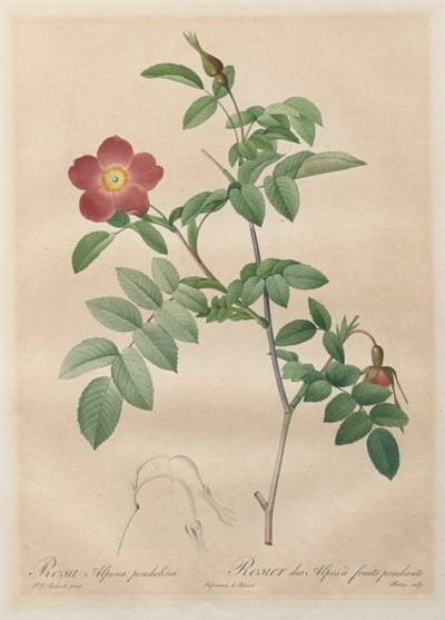 Le rose: Rosa alpina pendulina da Henry Joseph Redouté