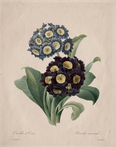 Primula auricula da Henry Joseph Redouté