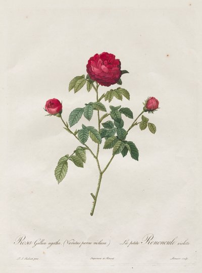 Rosa di Provenza o Francese da Henry Joseph Redouté