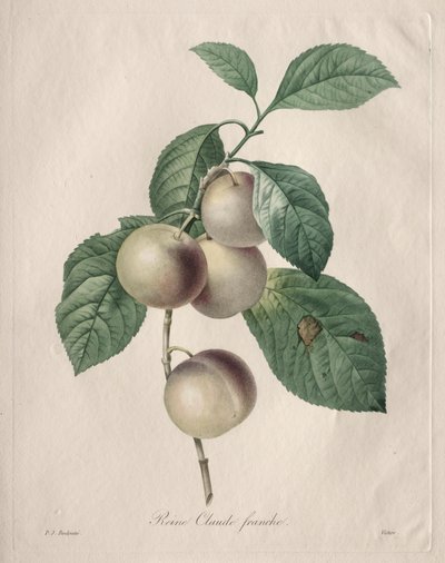 Prugna Reine Claude da Henry Joseph Redouté
