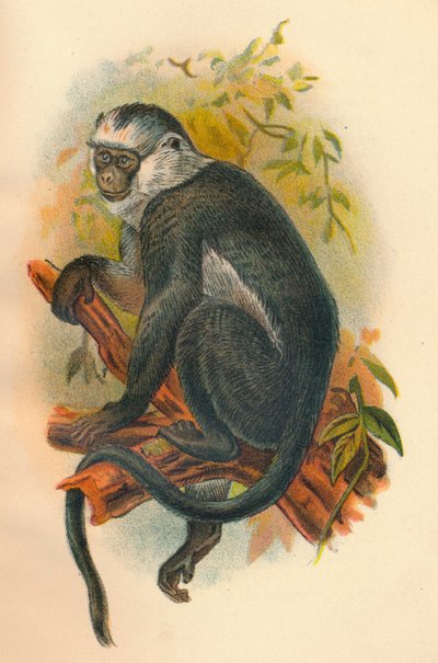 Hoses Langur, 1897 da Henry Ogg Forbes