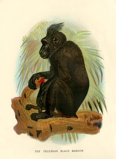 Il babbuino nero di Celebes da Henry Ogg Forbes