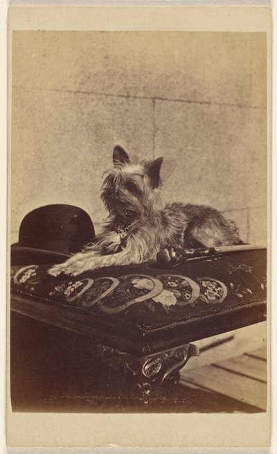 [Cane sdraiato su un pouf, accanto a un cappello da derby e a un bastone da passeggio]. da Henry Pointer