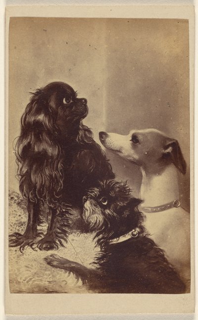Floss, Daisy  Fairy; cani di Barroness [sic] McClifford. Dipinto dalla signora Pointer. da Henry Pointer