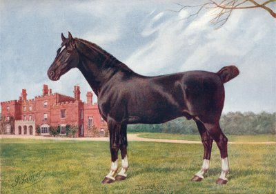 Stallone Hackney Danegelt, c1905 c1910 da Henry Powell Palfrey