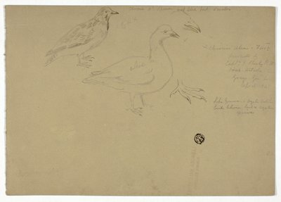 Schizzi di uccelli da Henry Stacy Marks