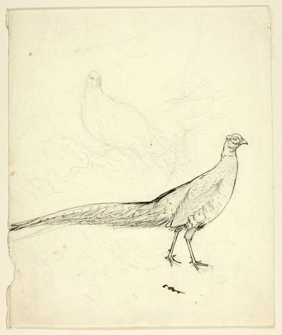 Due schizzi di fagiani (recto); schizzo di fagiani e nudo femminile (verso) da Henry Stacy Marks