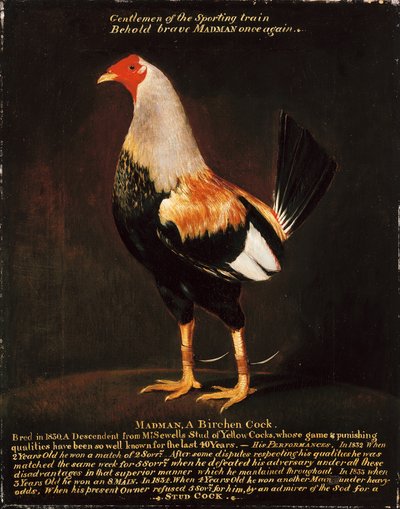 Pazzo, un Gallo di Betulla da Henry Thomas Alken