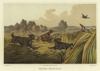 Spaniel d