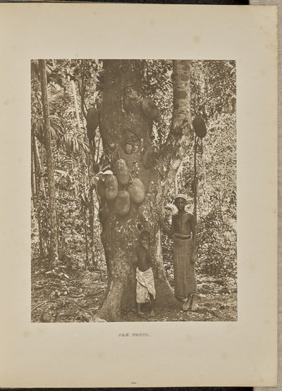 Frutta Jak da Henry W. Cave