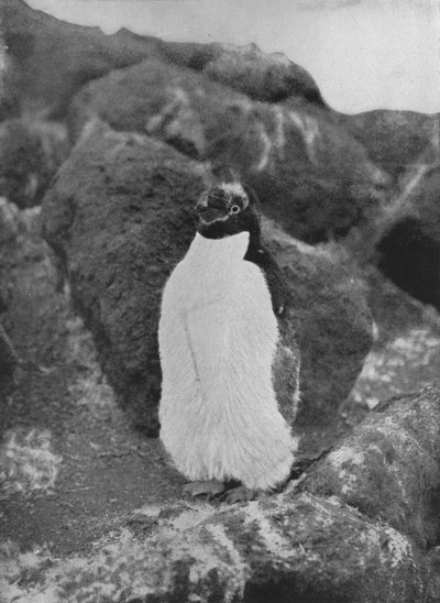 Un Pinguino in Muta, c1911 da Herbert Ponting