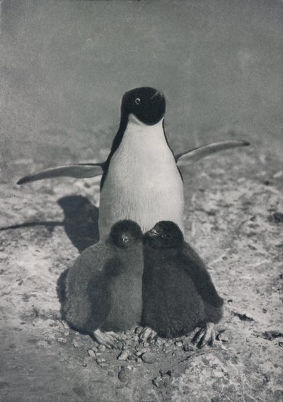 Una madre orgogliosa, c. 1911, 1913 da Herbert Ponting