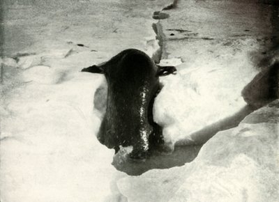 Una foca di Weddell che sale sul ghiaccio, novembre 1911, 1913 da Herbert Ponting
