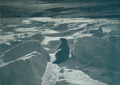 Una foca di Weddell sulla spiaggia da Herbert Ponting