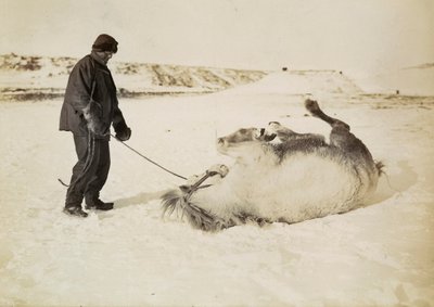 Un uomo e il suo cavallo nella neve da Herbert Ponting