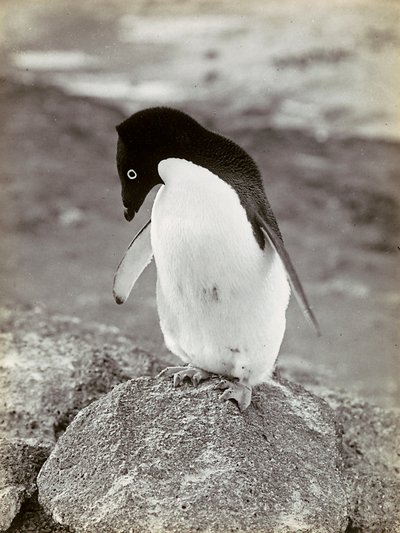 Un pinguino in Antartide da Herbert Ponting