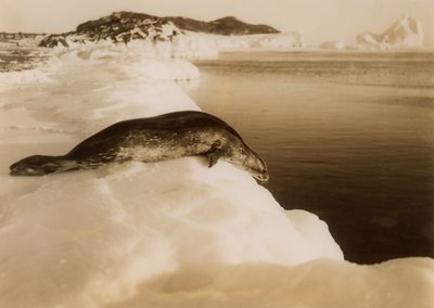 Una foca di Weddell pronta a tuffarsi a West Beach, Cape Evans, Antartide, 1911 da Herbert Ponting