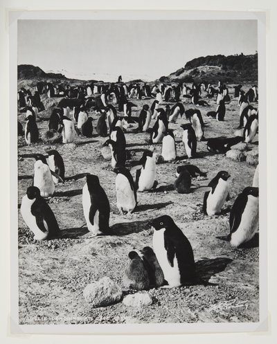 Pinguini Adelia a Cape Royds da Herbert Ponting