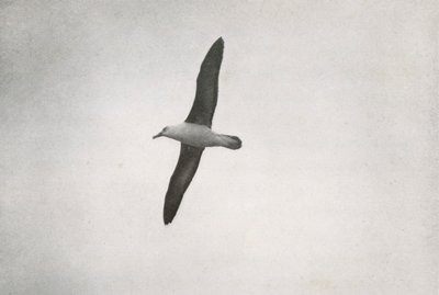 Albatro in volo da Herbert Ponting