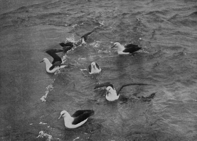 Albatros che Foraggiano al Seguito della Terra Nova, c. 1910-1913 da Herbert Ponting