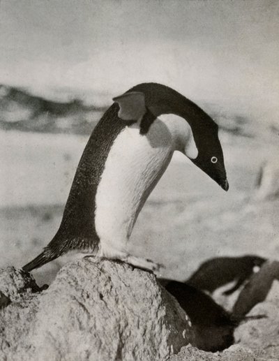Un pinguino Adélie pronto a tuffarsi, c1910-1913, 1913 da Herbert Ponting
