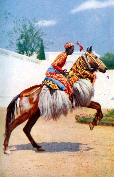 Un cavallo danzante arabo, Udaipur, India, 1922 da Herbert Ponting