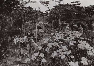 Nel giardino degli iris a Hori-kiri da Herbert Ponting