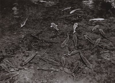 Carpe nel Lago a Kumamoto da Herbert Ponting
