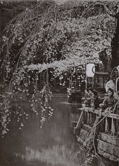 Tempo di fioritura dei ciliegi in Giappone da Herbert Ponting