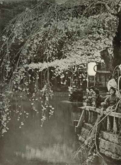 Tempo di fioritura dei ciliegi in Giappone, 1910 da Herbert Ponting