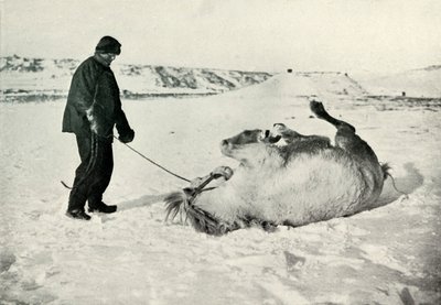 Cherry-Garrard che Dà al Suo Pony Michael una Rotolata nella Neve, c1911, 1913 da Herbert Ponting